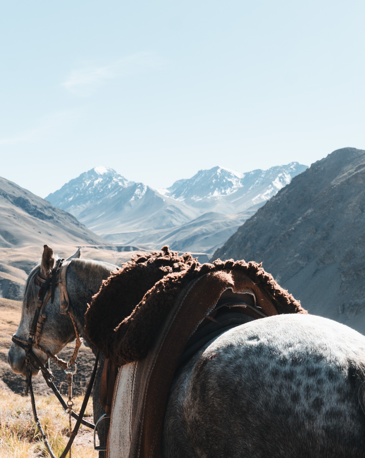 CABALGATA EXPERTOS